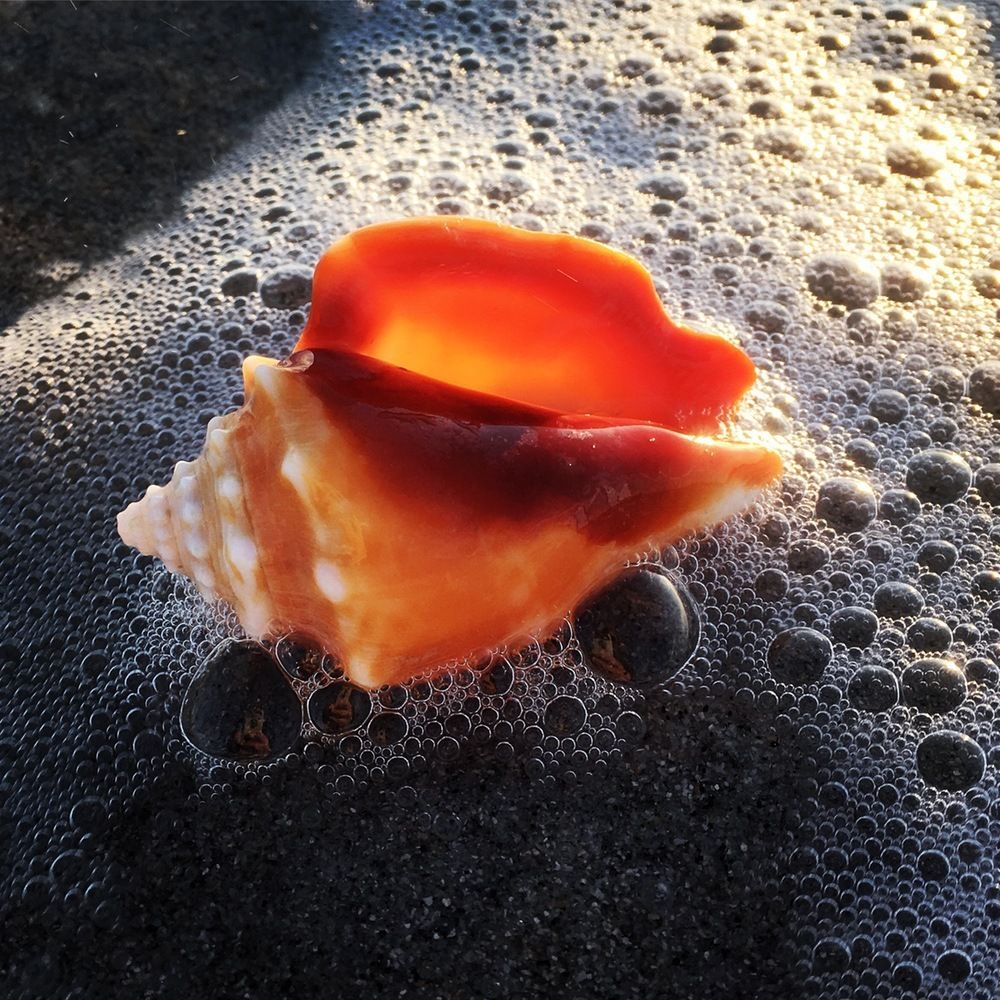 Sunset in a shell