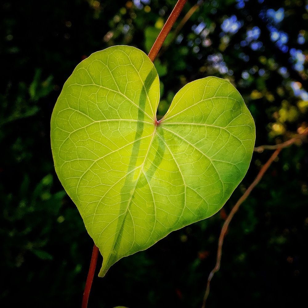 Heart of Nature