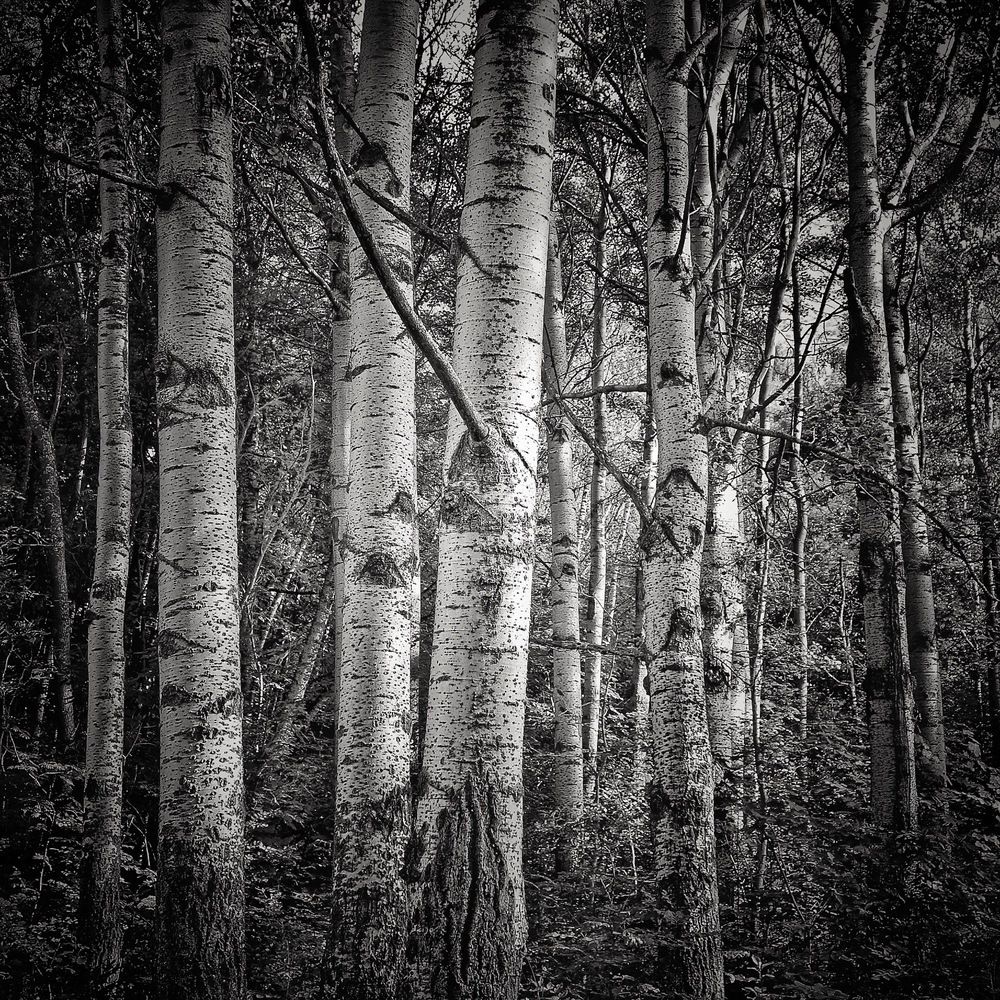 B & W Forest