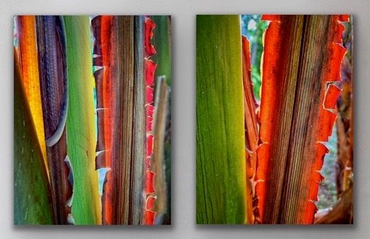 Bird of Paradise (2 Prints)