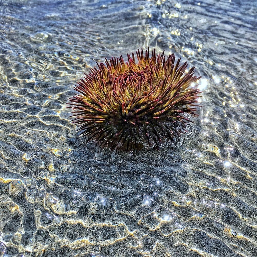 Sea Urchin 2