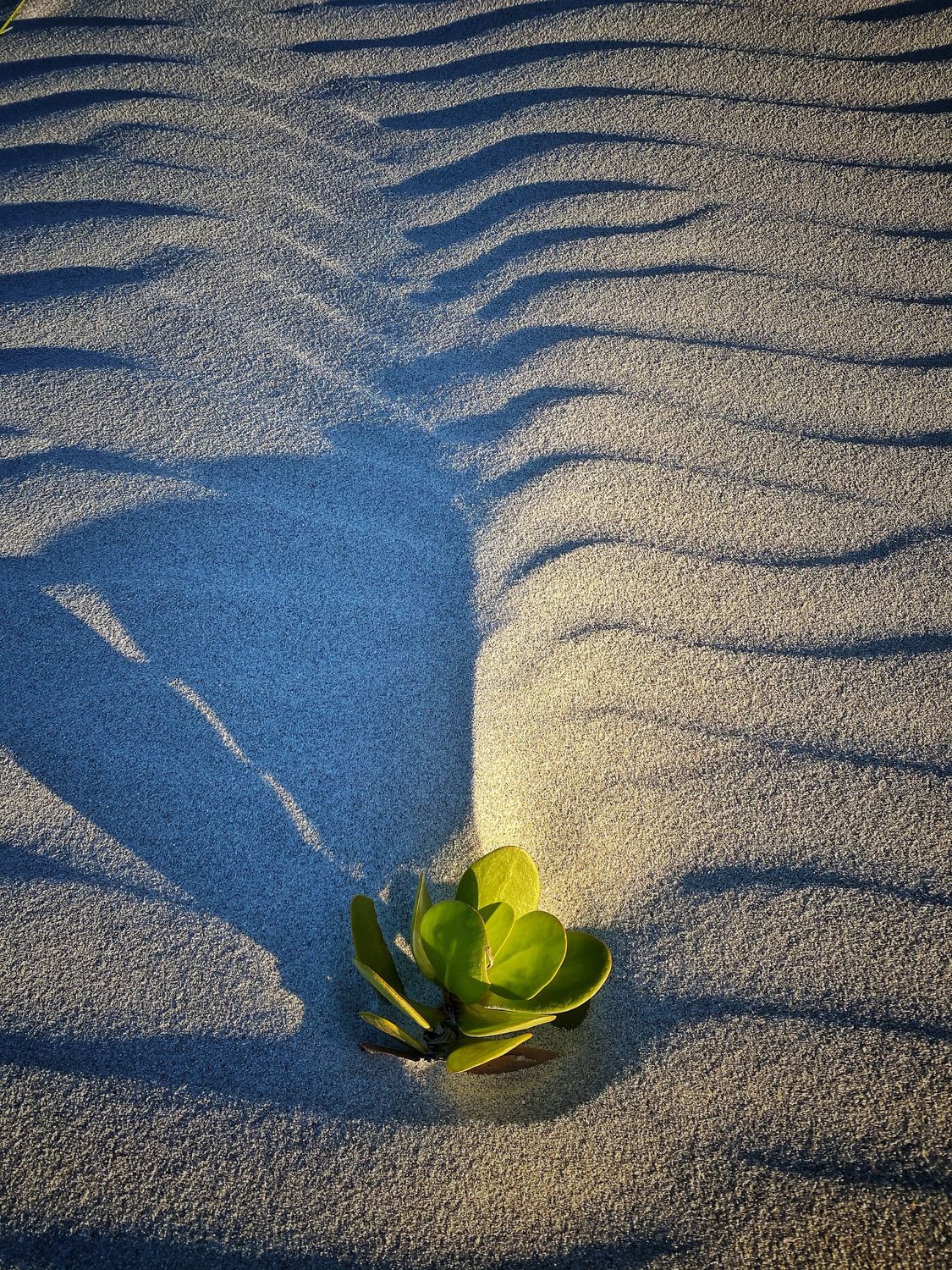 The World in a Grain of Sand