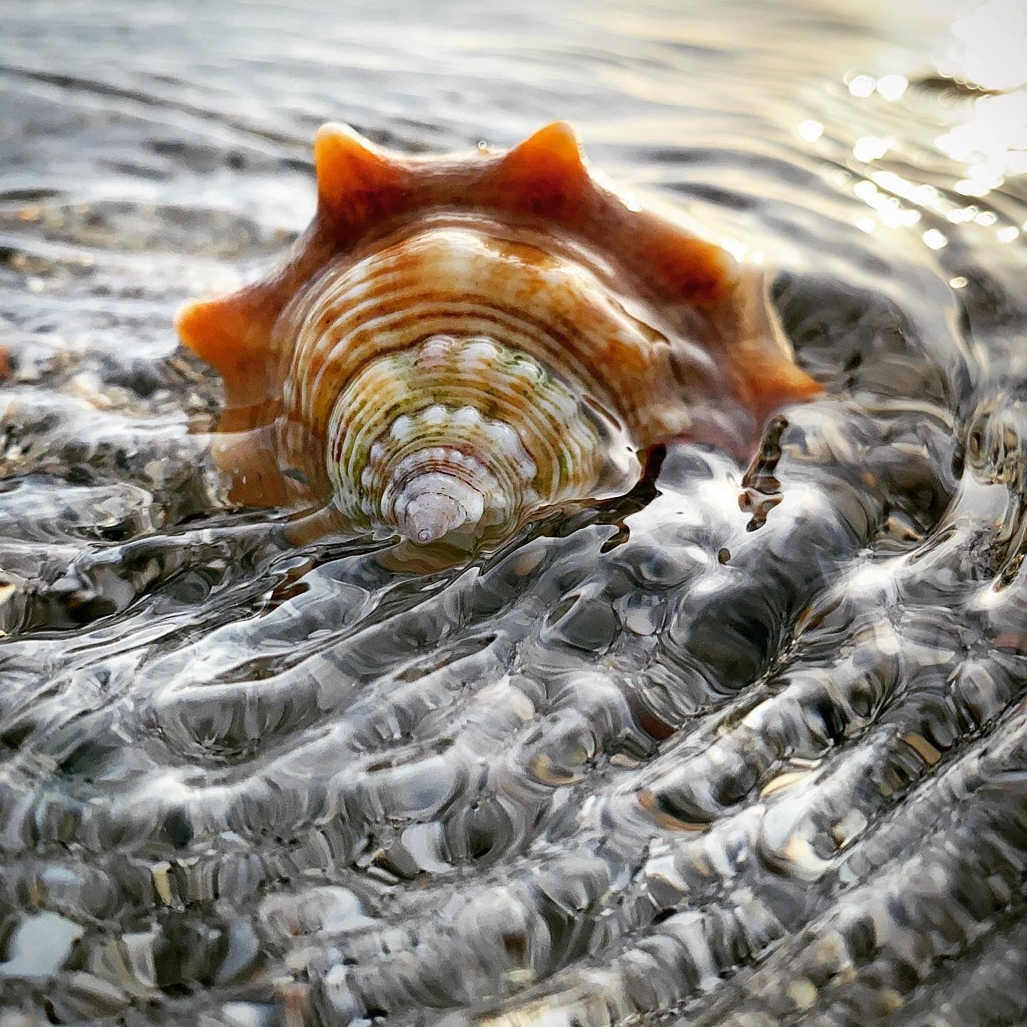 Seashell by the Seashore