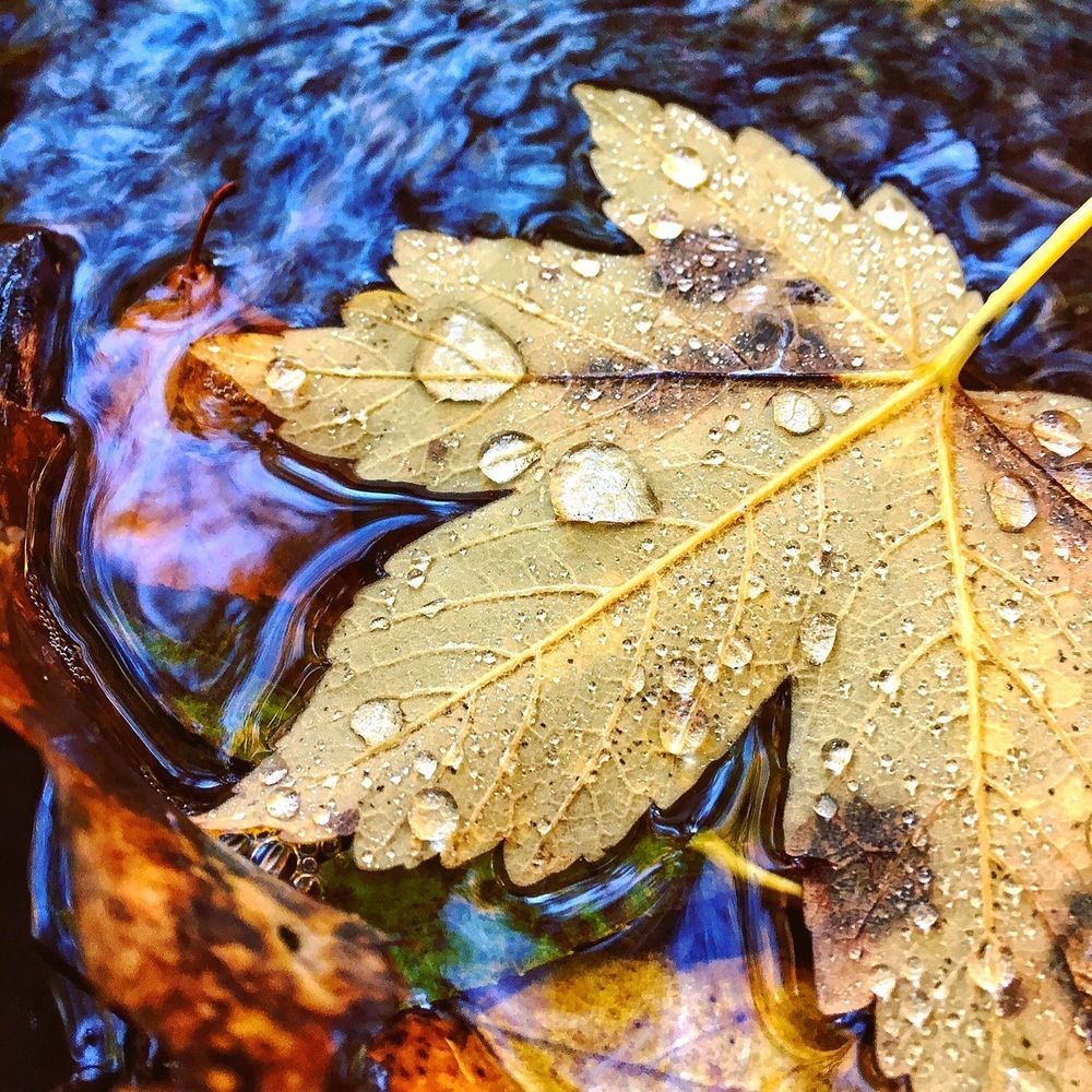 Rain on a Leaf