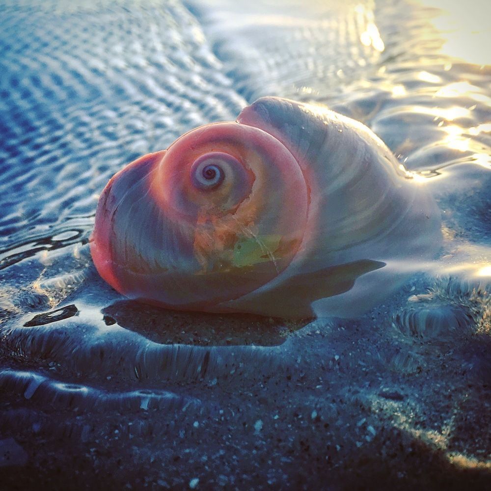 Rainbow Shell