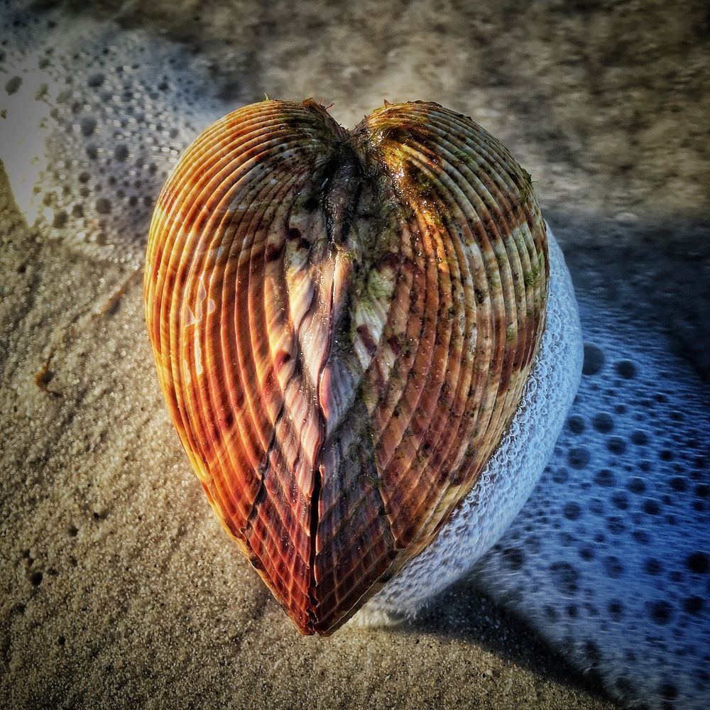 Heart from the Sea