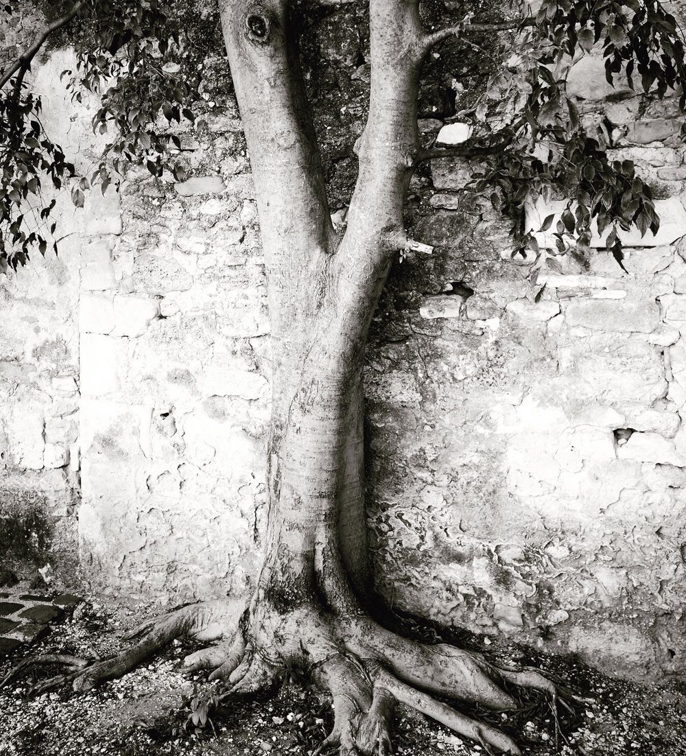 Tree on a Wall