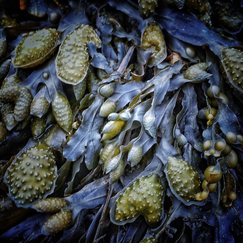 Take Time to Smell the Ocean