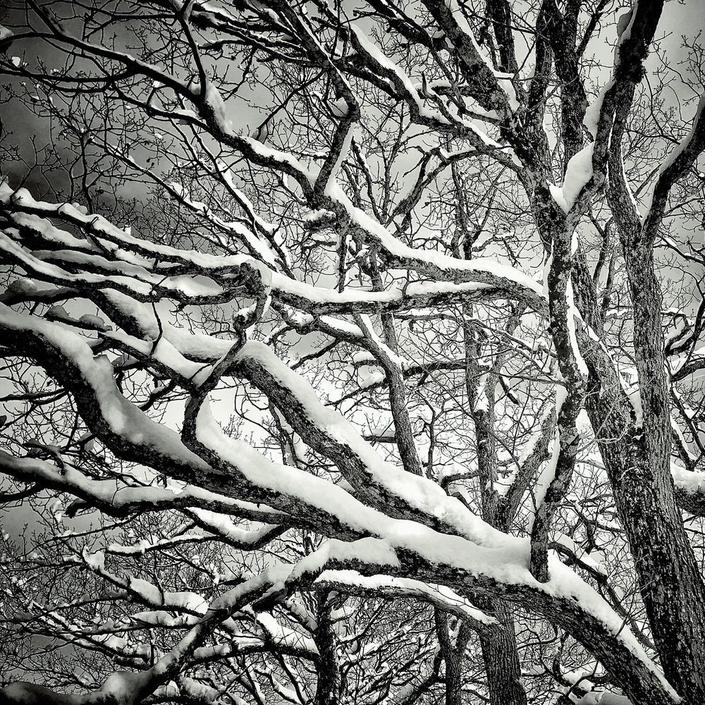 Snowy Limbs
