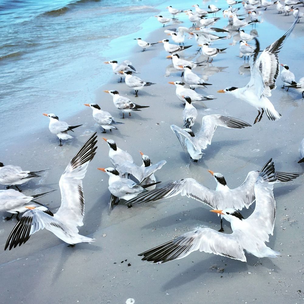Sea Birds