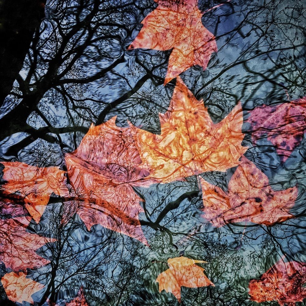 Reflection on a Pond