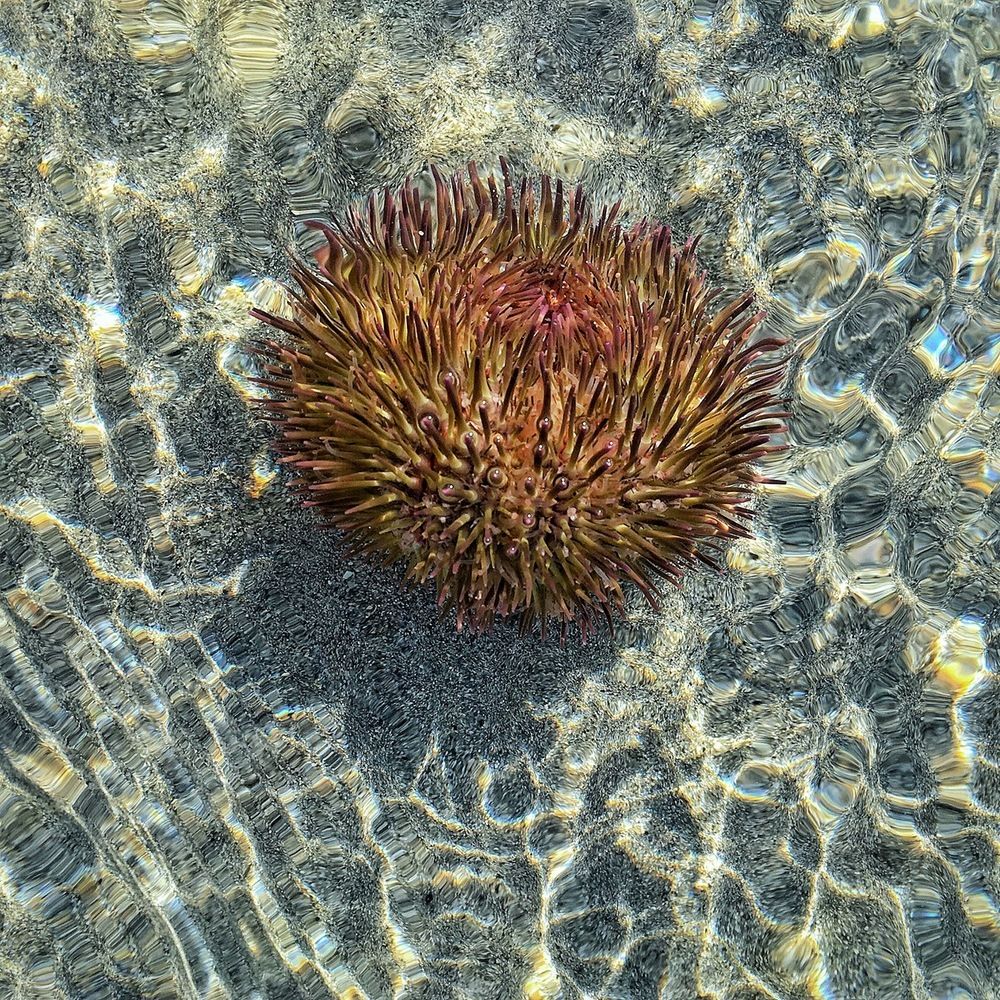 Sea Urchin 1