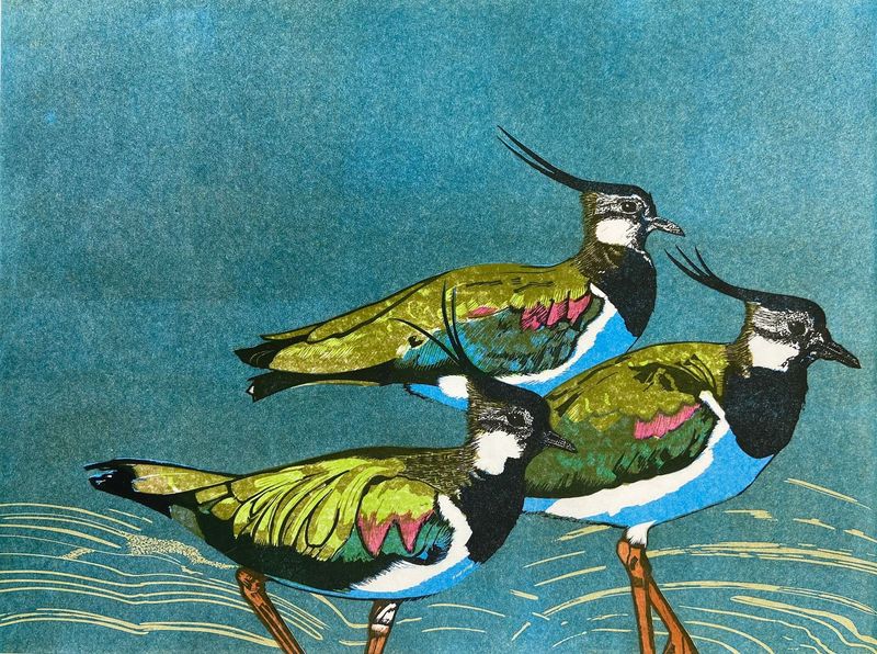 Peewits by Babs Pease