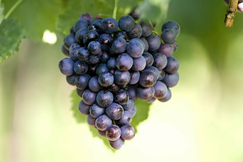 Uva MORADA €/kg