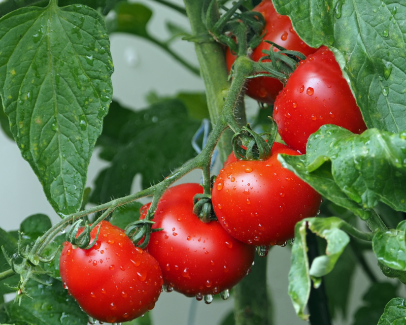 Tomate maduro € / KG