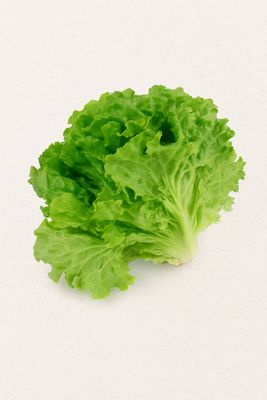 Lechuga hoja de roble € / UNIDAD
