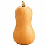 Butternut Squash LARGE
