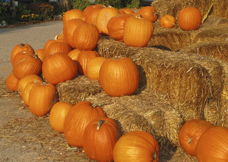 Small Pumpkin