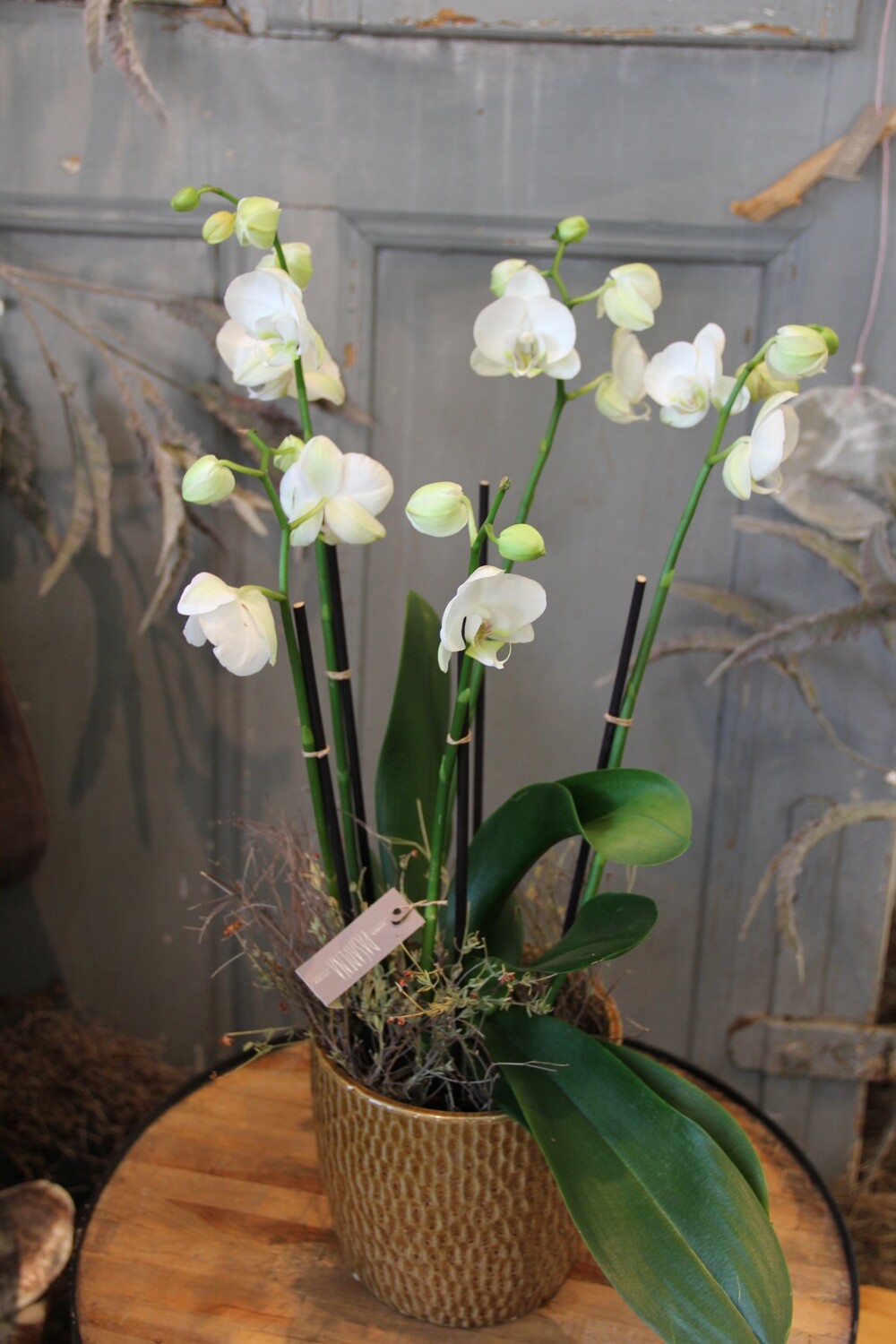 Orchidee weiss in Cachepot