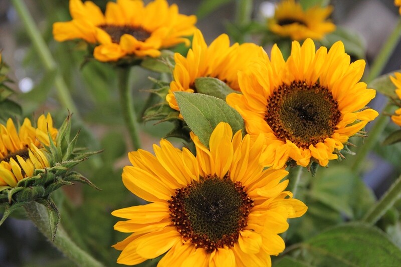 Sonnenblumen