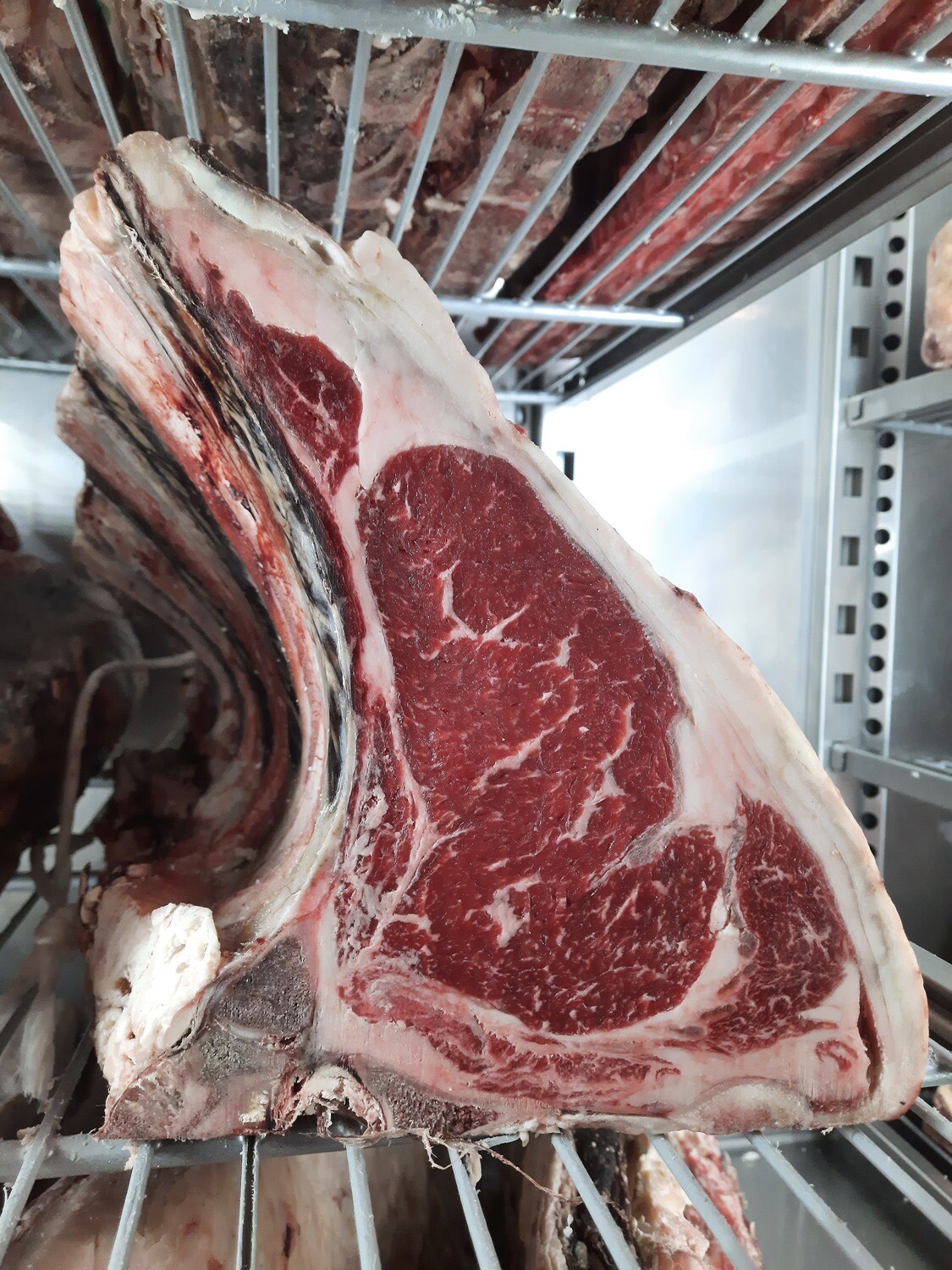 VACA FRISONA DE IRLANDA 50 días 500 grs