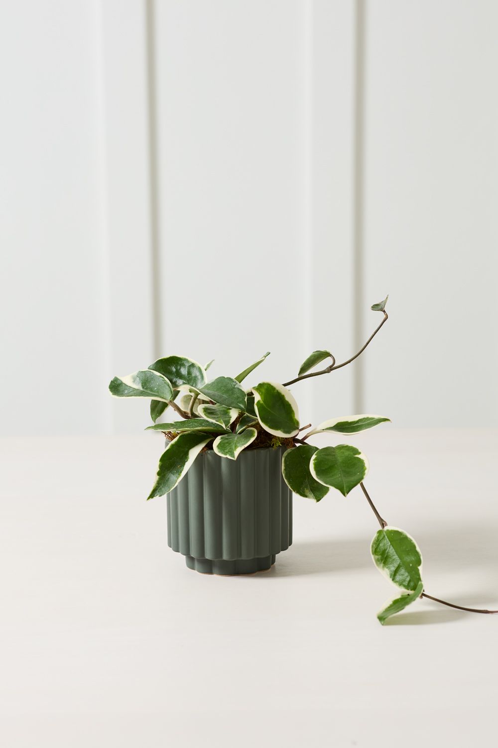 Carmen Pot