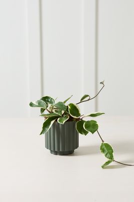 Carmen Pot