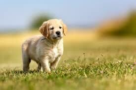 DOG FOOD