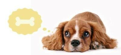 DOG TREATS