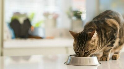 CAT FOOD