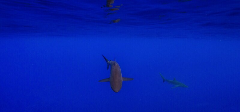 Sharks