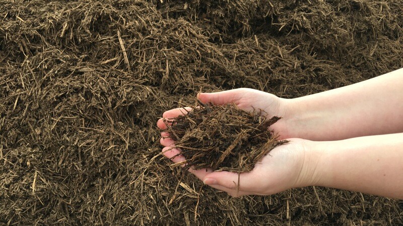 Cedar Mulch