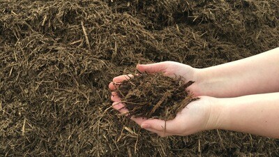 Cedar Mulch