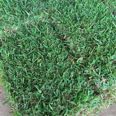 St. Augustine Sod Pallet