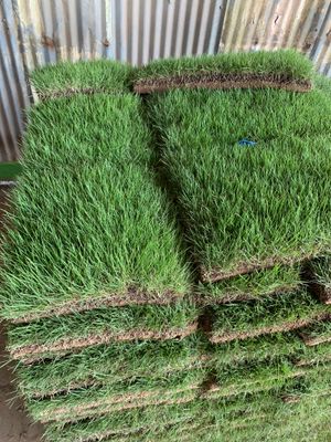 Zeon Zoysia Sod Pallet