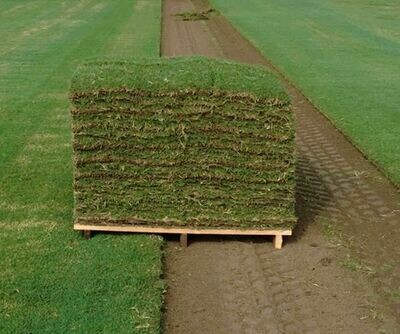 Celebration Bermuda Pallet