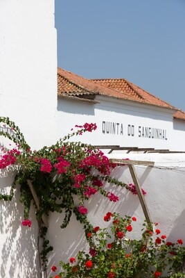 Quinta do Sanguinhal - Guided Estate Tour