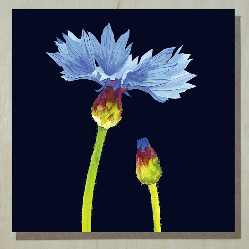 BWND275 Cornflower (centaurea cyanus)
