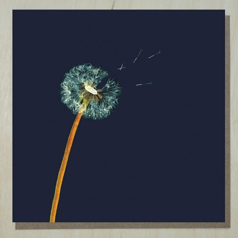 CWND271 Puff Clock (taraxacum officinale)