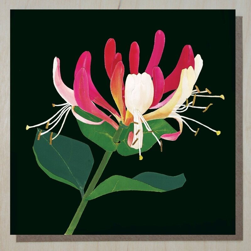 DWND290 Honeysuckle (lonicera)