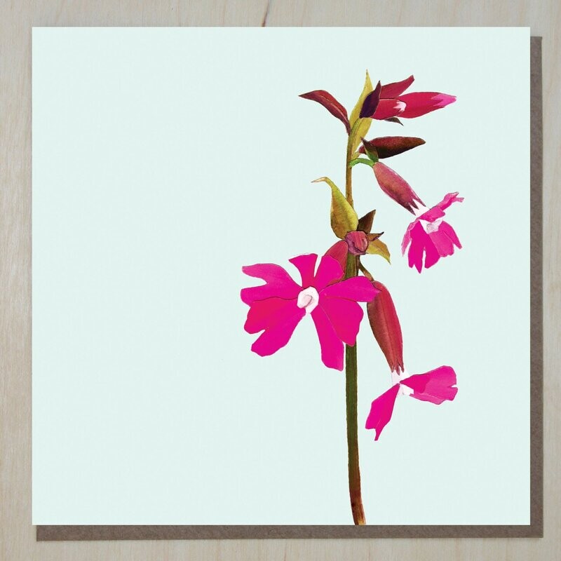 HWND294 Red Campion (silene dioica)