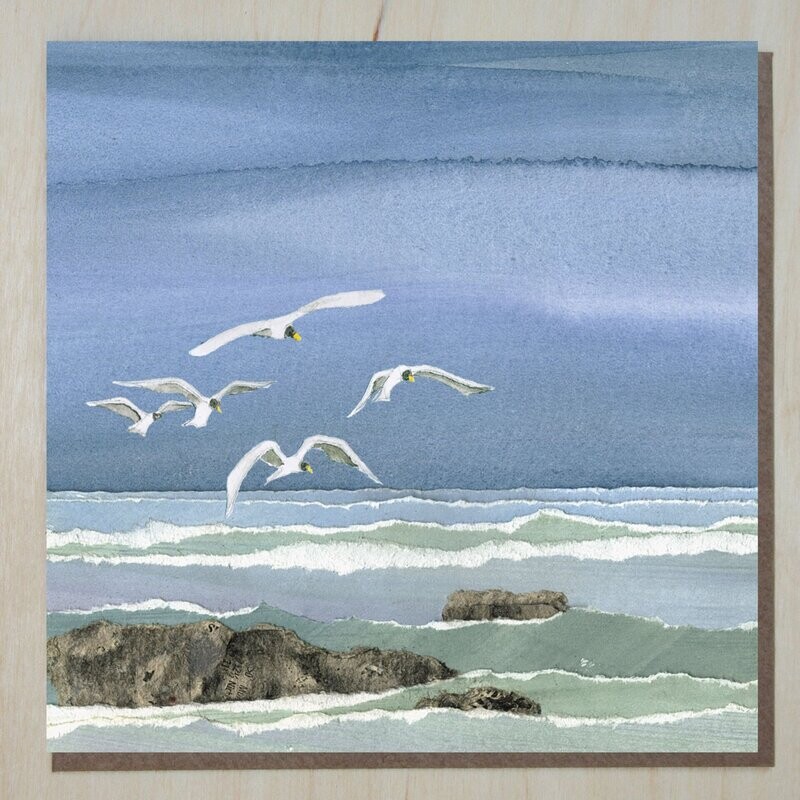 CWND298 Seabirds