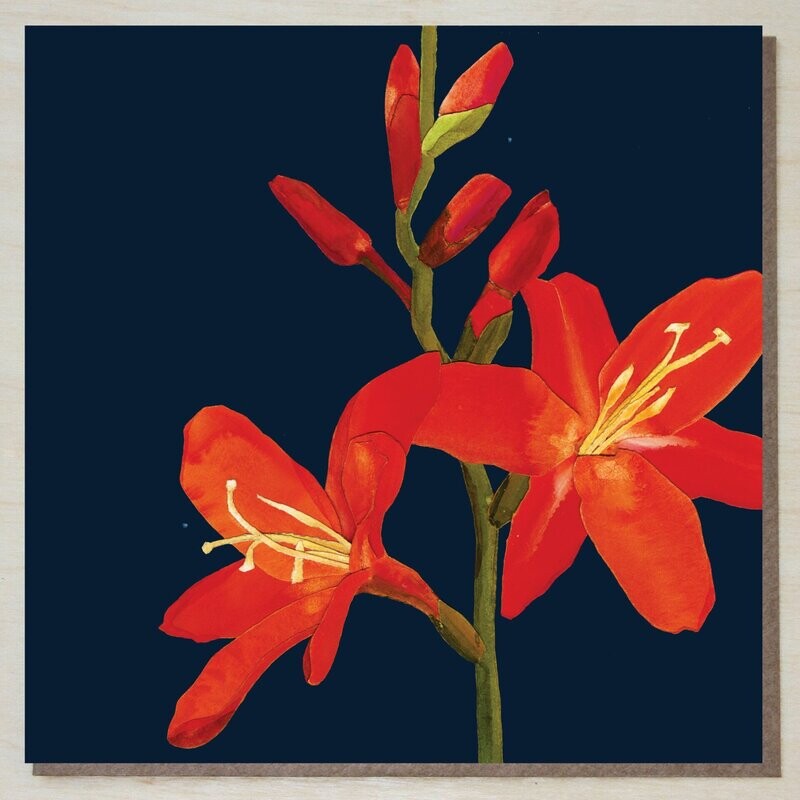 DWND295 Crocosmia (montbretia)