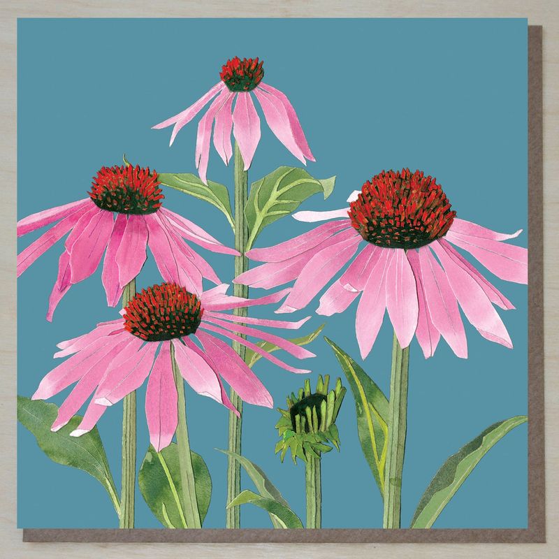 FWND427 Echinacea
