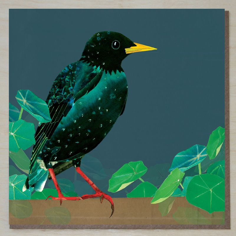 MWND443 Starling with leaves