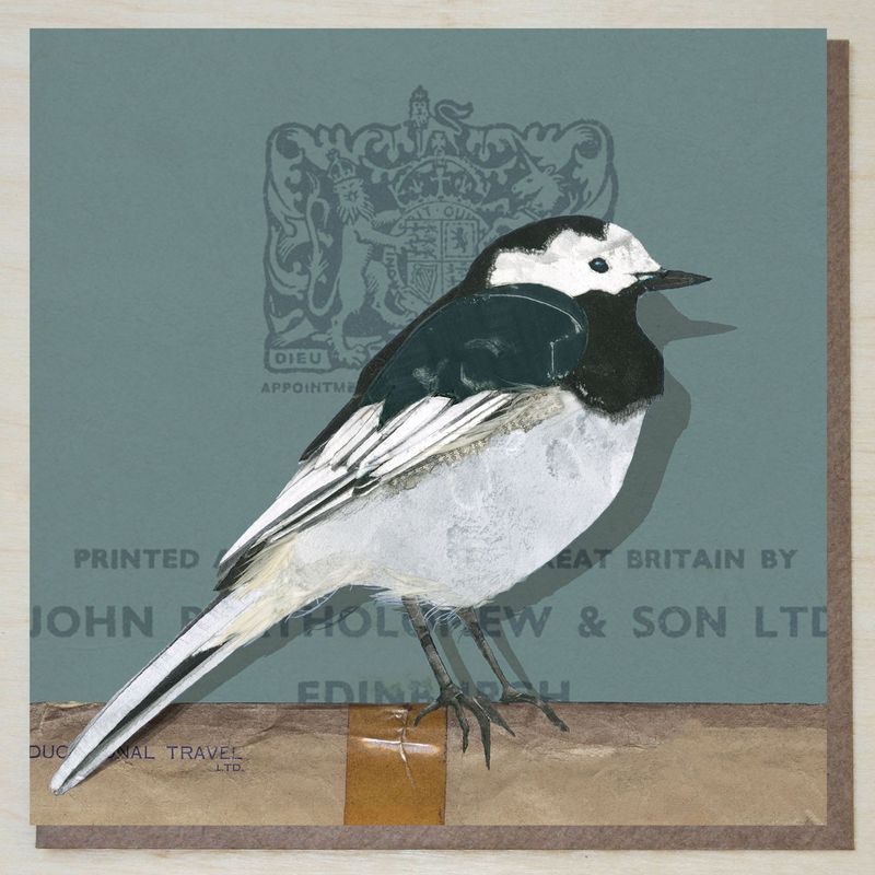 MWND444 Pied Wagtail