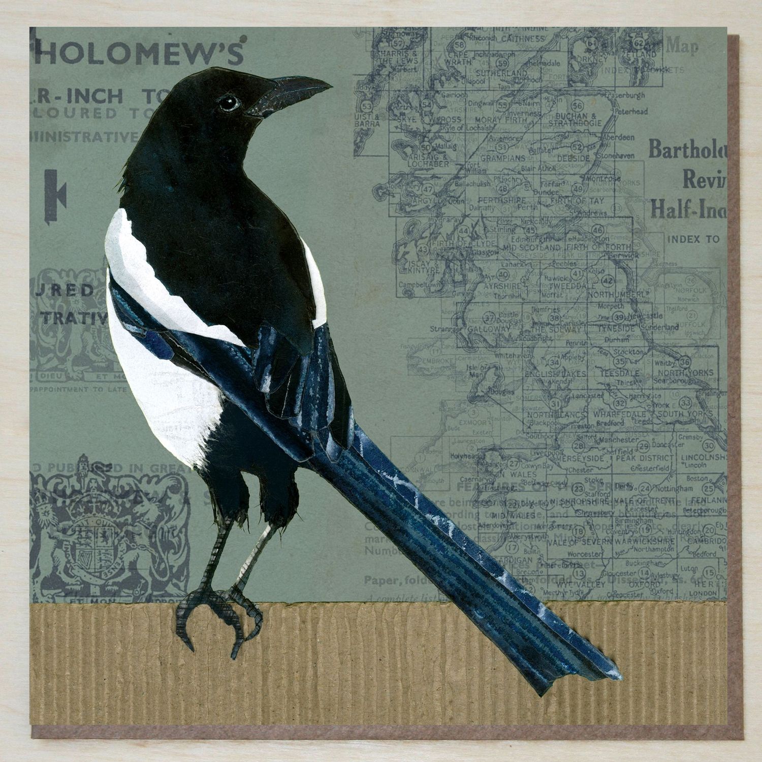 NWND445 Magpie