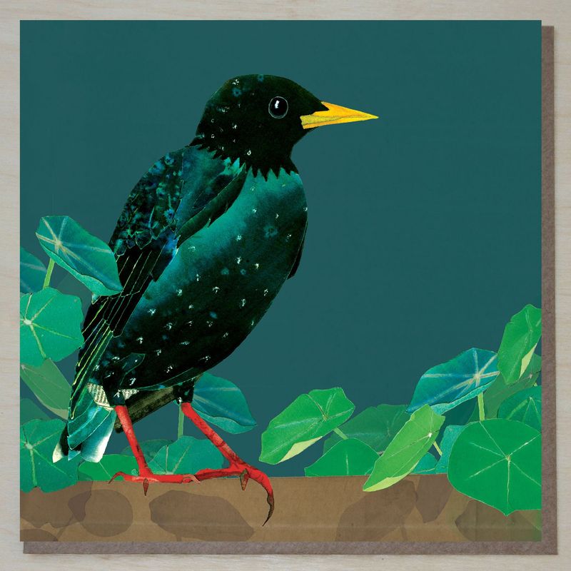 MWND443 Starling with leaves