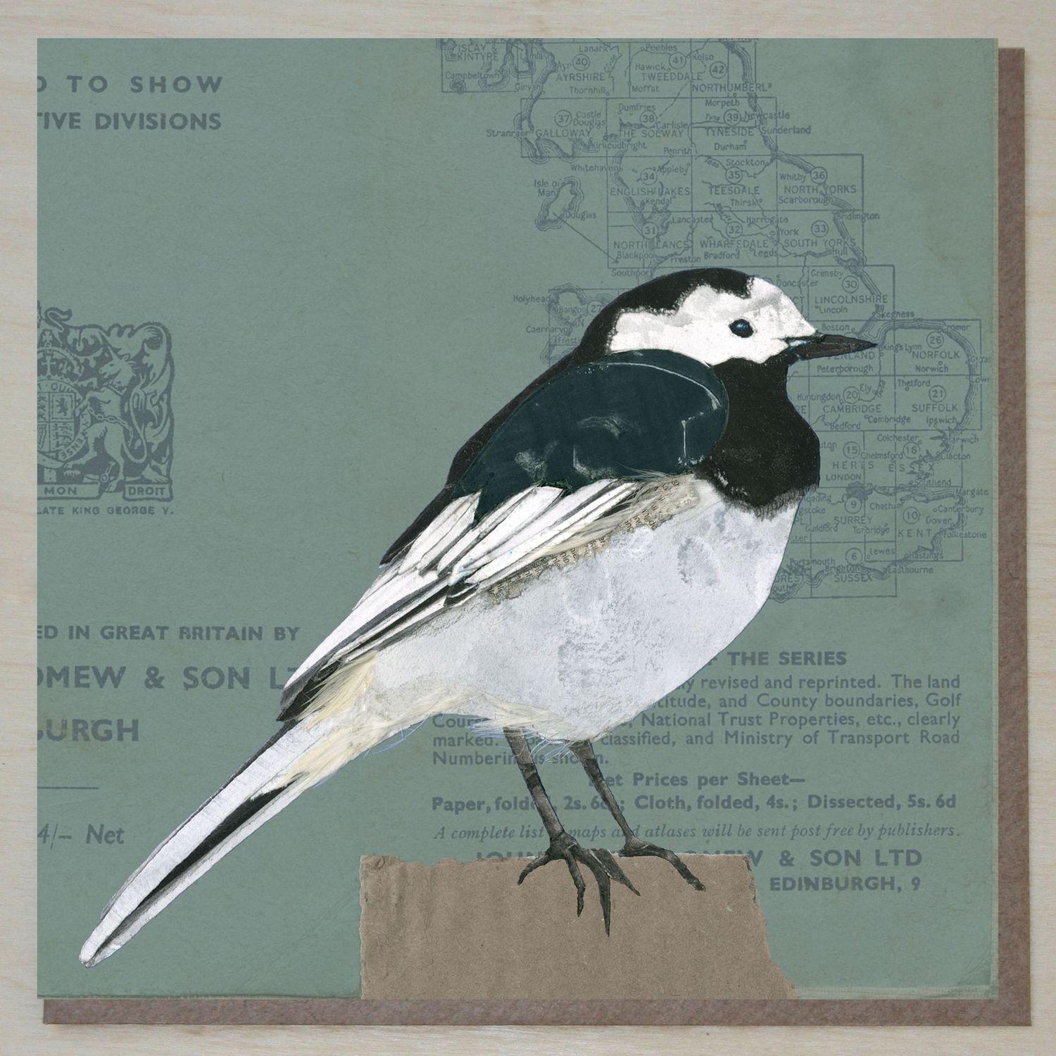 MWND444 Pied Wagtail