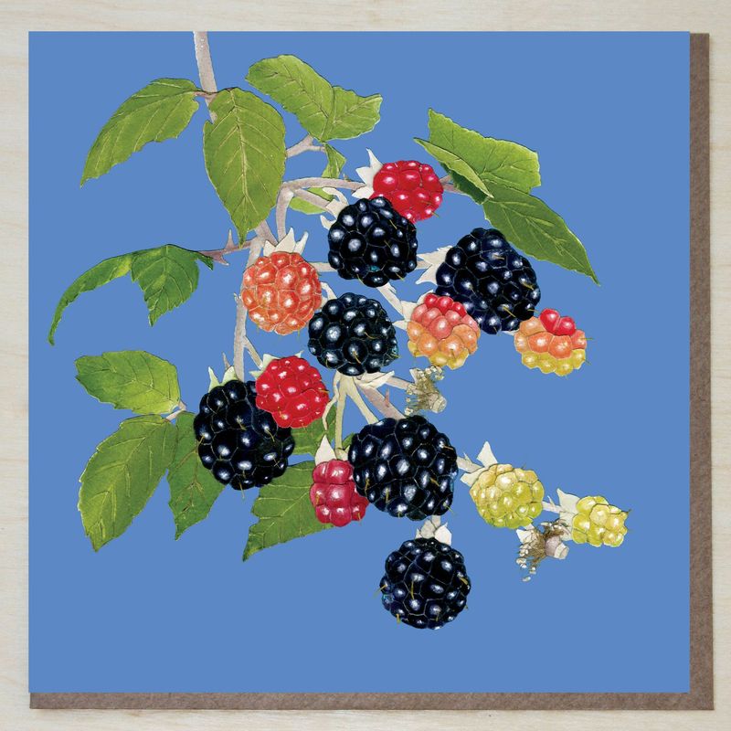 AWND450 Blackberries